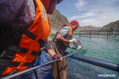 Company puts efforts into cold water fish breeding to help locals ...