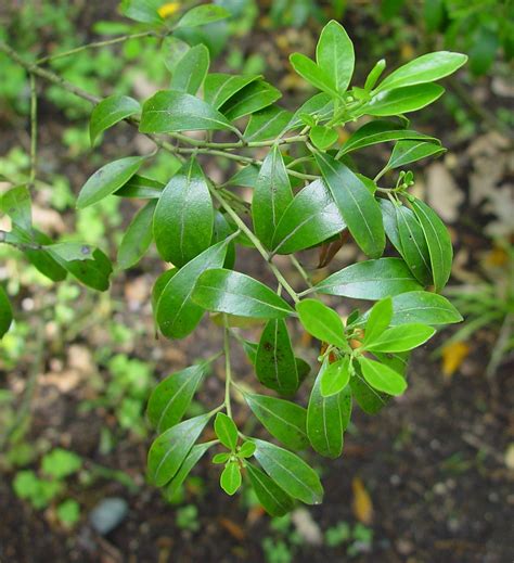 Ilex glabra (evergreen winterberry, inkberry): Go Botany