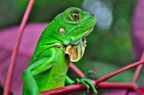 Free Images : nature, wild, zoo, green, iguana, fauna, lizard, close up ...