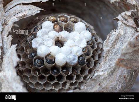 Inside of a yellow jacket wasp nest with larvae and eggs in cells of ...