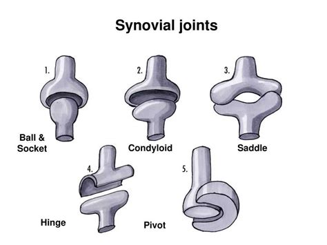 Ball and socket joint diagram