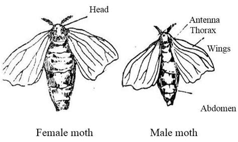 Adult moths of mulberry silk worm Bombyx mori. | Download Scientific ...