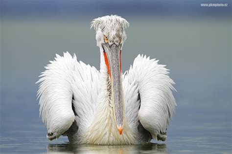 Lake Kerkini Pelicans / Pelikáni na jezeře Kerkini | pkmphoto.cz