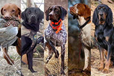 10 Best Hunting Dog Breeds 2017 | Alpha Dog Nutrition