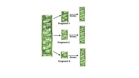 Fragmentation Diagram