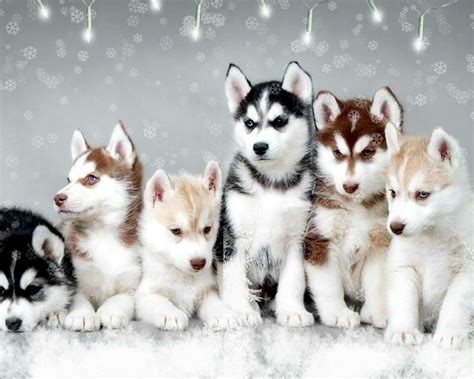 Pin by Stephanie McMahon on Cute! | Siberian husky puppies, Cute ...