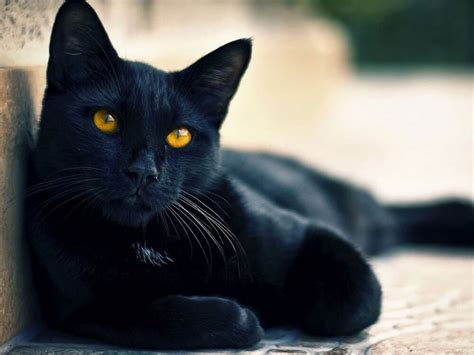 5 Black Cat Breeds: Which Black Cat Is Your Purrfect Match ... #bombay ...