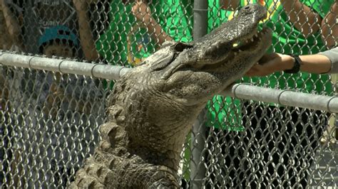 GATOR WEEK: Can gators climb trees?