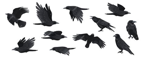 Premium Vector | Raven set black crow silhouettes blackbird different ...