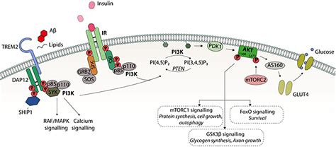 Insulin Signaling Pathway Akt