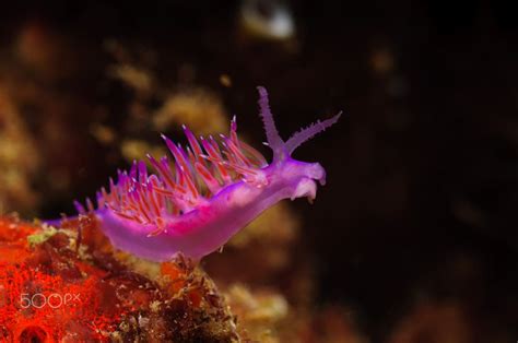 Purple Sea Slug by Ilan Rosen on 500px | Sea slug, Slugs, Sea