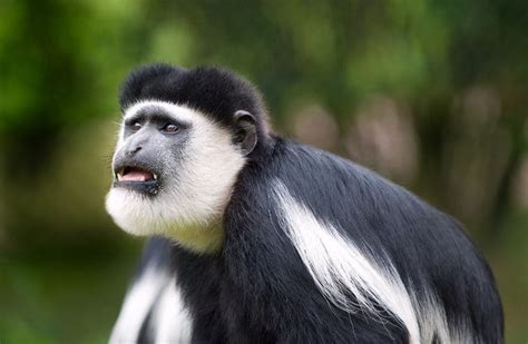 Colobus Monkey: 17 Facts About Africa’s Most Enchanting Monkey