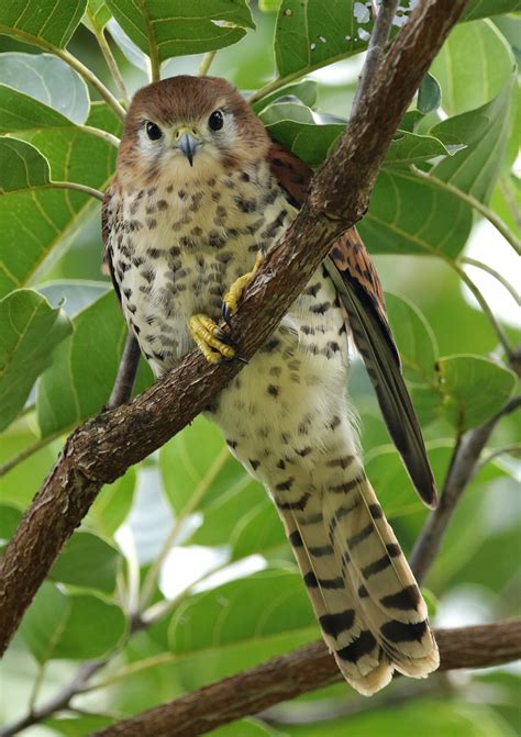 Details : Mauritius Kestrel - BirdGuides