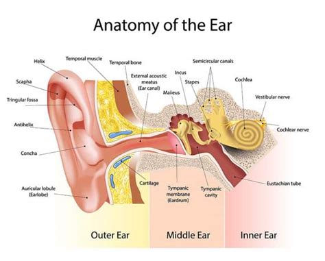 Anatomy of the Ear | AudioCardio