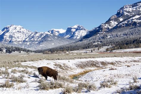 The Ultimate Wildlife Watching Guidebook to Yellowstone National Park ...