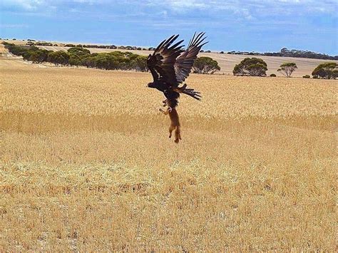 Fox hunting Wedge Tailed Eagle is 🔥 : r/NatureIsFuckingLit