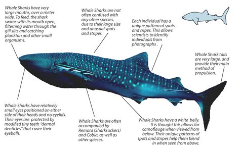 Whale Shark Anatomy