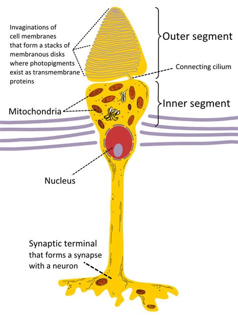 Visual Pathways - Integrated MCAT Course