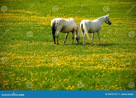 Grey Horses on Flower Meadow Stock Image - Image of nature, equine ...