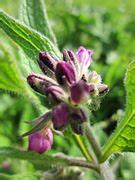 Category:Close-ups of Symphytum officinale flowers - Wikimedia Commons