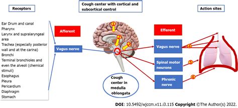 Cough as a neurological sign: What a clinician should know