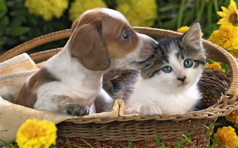 Puppies Cat Videos at Darla Degen blog