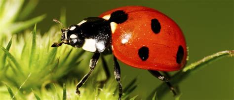 Ladybug - A-Z Animals