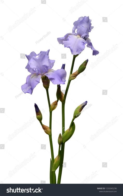 Iris Flowers Bouquet Blue Isolated On Stock Photo 1233365236 | Shutterstock