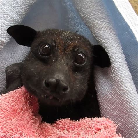 Rescued bat munching on bananas makes us realize that bats are actually ...