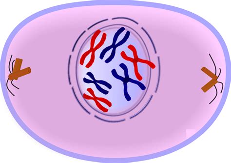 Quia - Phases of Mitosis / Meiosis