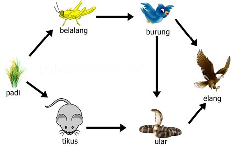 Contoh Komponen Biotik Contoh Komponen Biotik Dan Abiotik Aneka - Riset