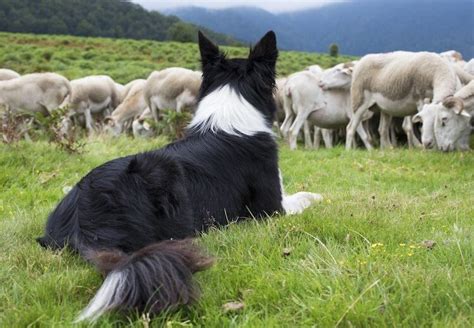 Everything First-Time Border Collie Owners Need To Know – All Things Dogs