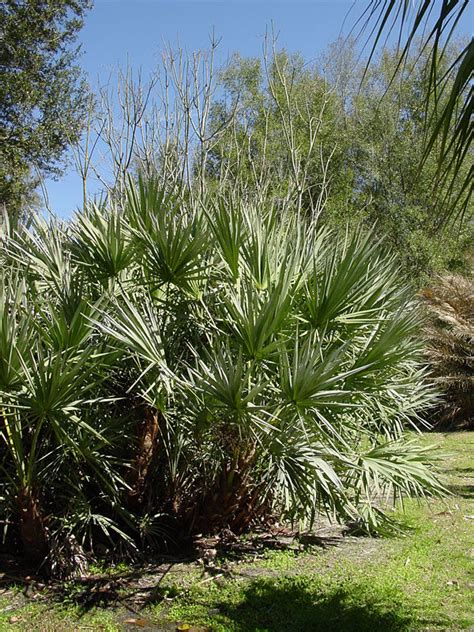 Green Saw Palmetto Palm Serenoa Repens – Kens-Nursery