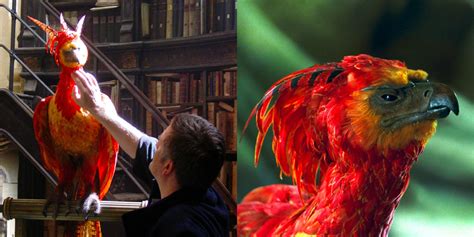 Harry Potter: 10 Facts About Fawkes The Phoenix Only Die-Hard Fans Know