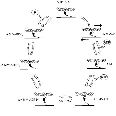 A scheme showing the working cycle of the myosin head on its ...