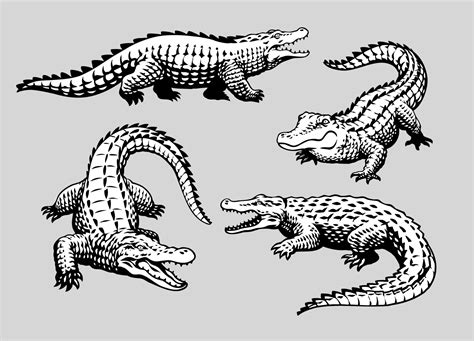 Set of Crocodile hand Drawn 23232255 Vector Art at Vecteezy