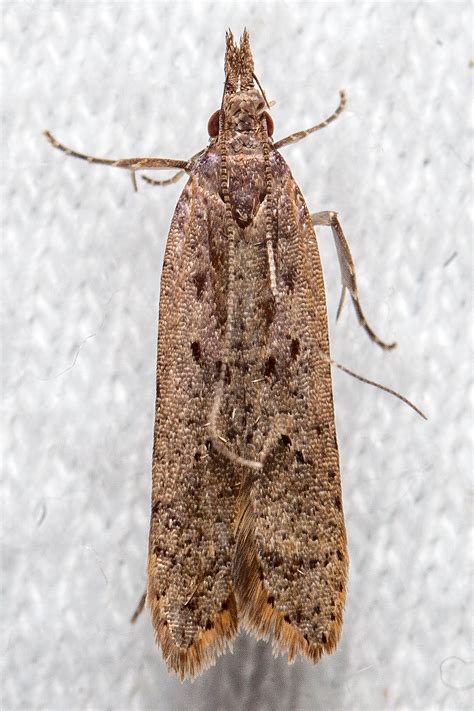 Maryland Biodiversity Project - Palmerworm Moth (Dichomeris ligulella)