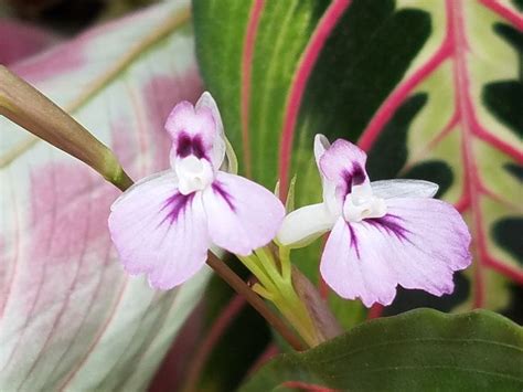 Prayer plant blossoms | Plants, Prayer plant, Garden