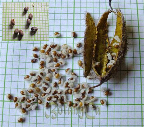 Friday’s Seeds – Papaveraceae – Botanically Inclined – Seed Adventures