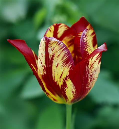 Tulip | Description, Flower, Cultivation, & Facts | Britannica