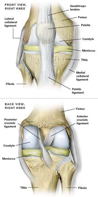 Lidiar con Fabricación Ligadura anatomy of the left knee diagram ...