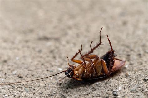 Why Do You Keep Finding Dead Cockroaches In Your House? | Pest Wisdom