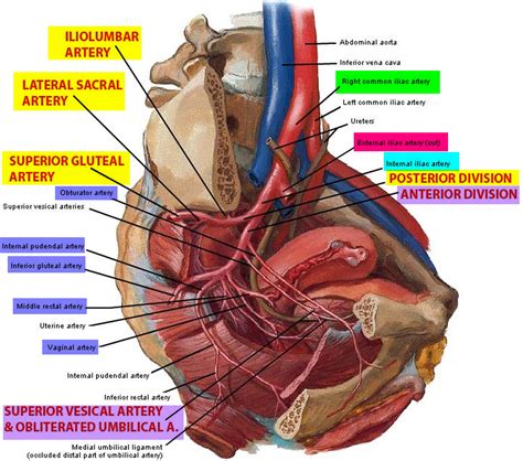 Iliac Artery - Common iliac artery, Internal & External iliac artery ...