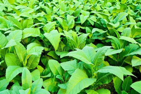 Tobacco plant. stock photo. Image of leaf, cigar, plantation - 29198928