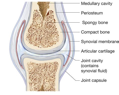 What is the Synovial Membrane: Functions, Synovial Fluid and Problems ...