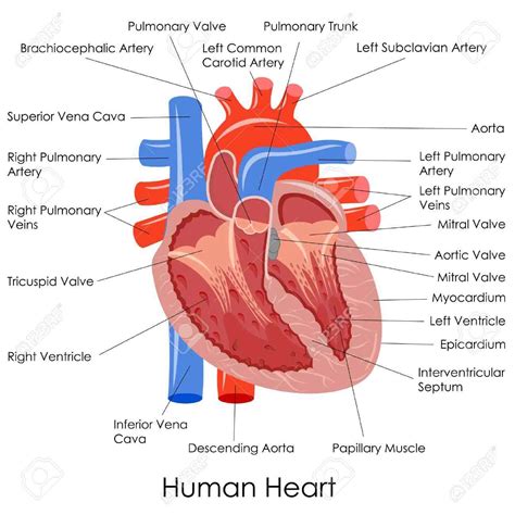 Human Heart Diagram Labeled For Kids