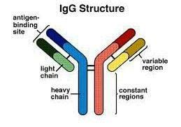 Immunoglobulin G (IgG)- Structure, Subclasses and Functions