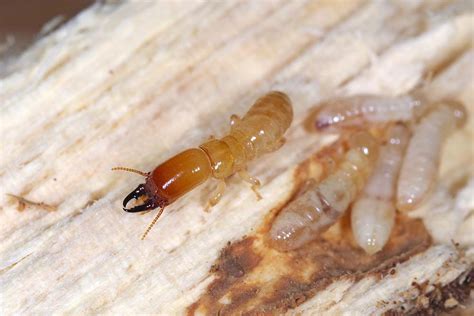 Signs of Drywood Termites | Bug Ninja Pest Control - Bug Ninja Pest Control