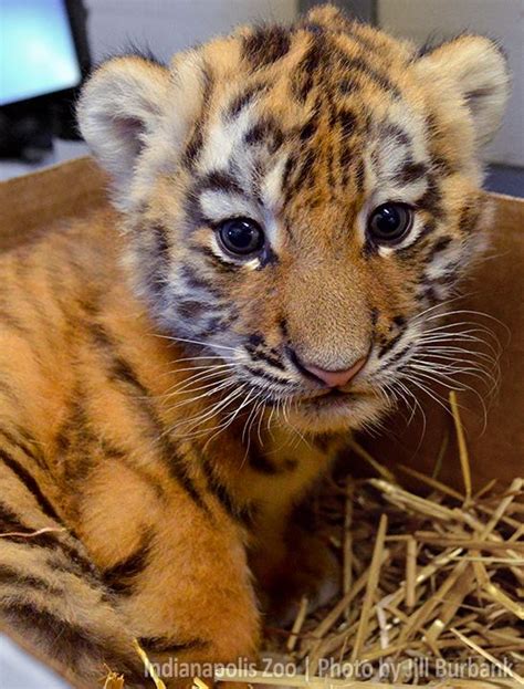 Name Game for Amur Tiger Cub - ZooBorns