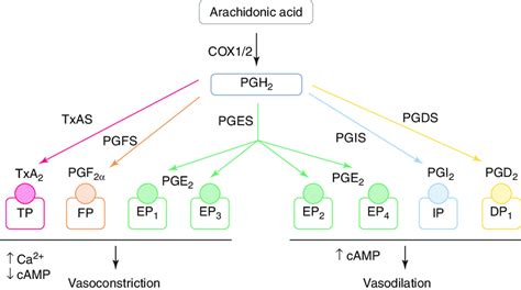 1 Synthesis of prostanoids and their downstream receptors. Oxidation of ...